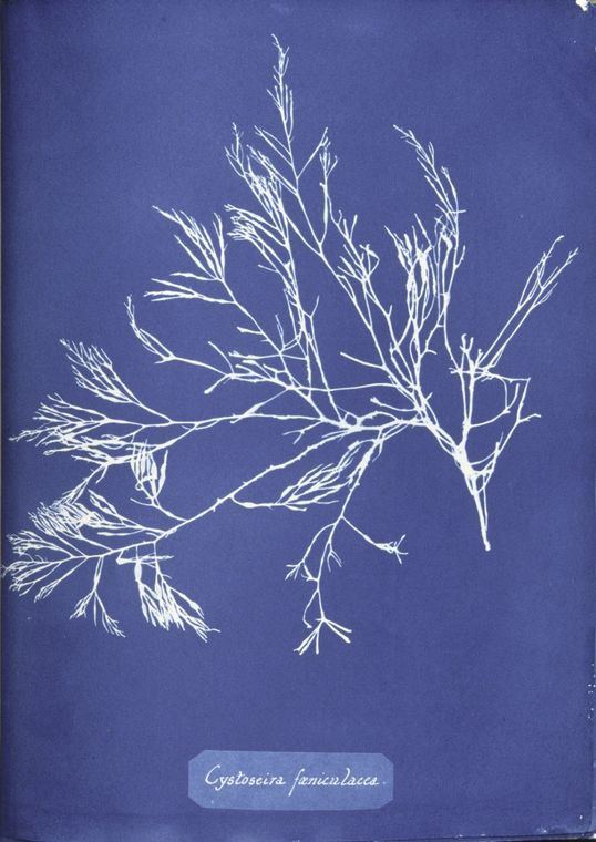 Anna Atkins, Cystoseira foeniculacea, 1843