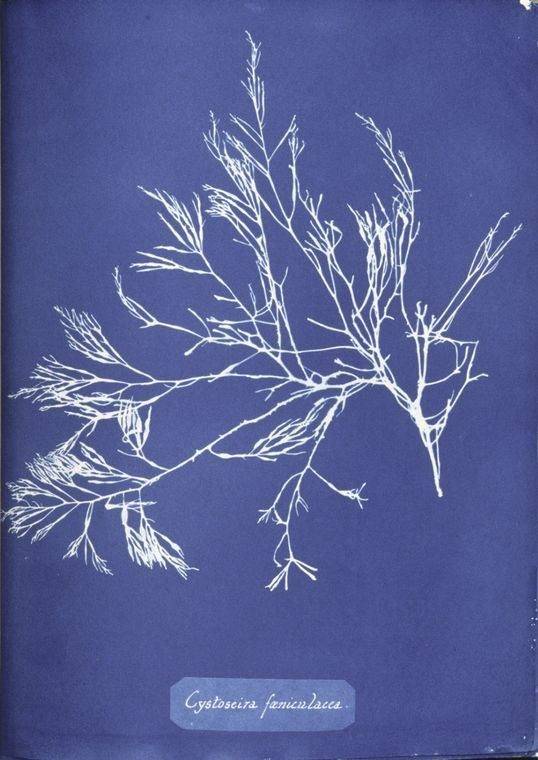 Anna Atkins, Cystoseira foeniculacea, 1843
