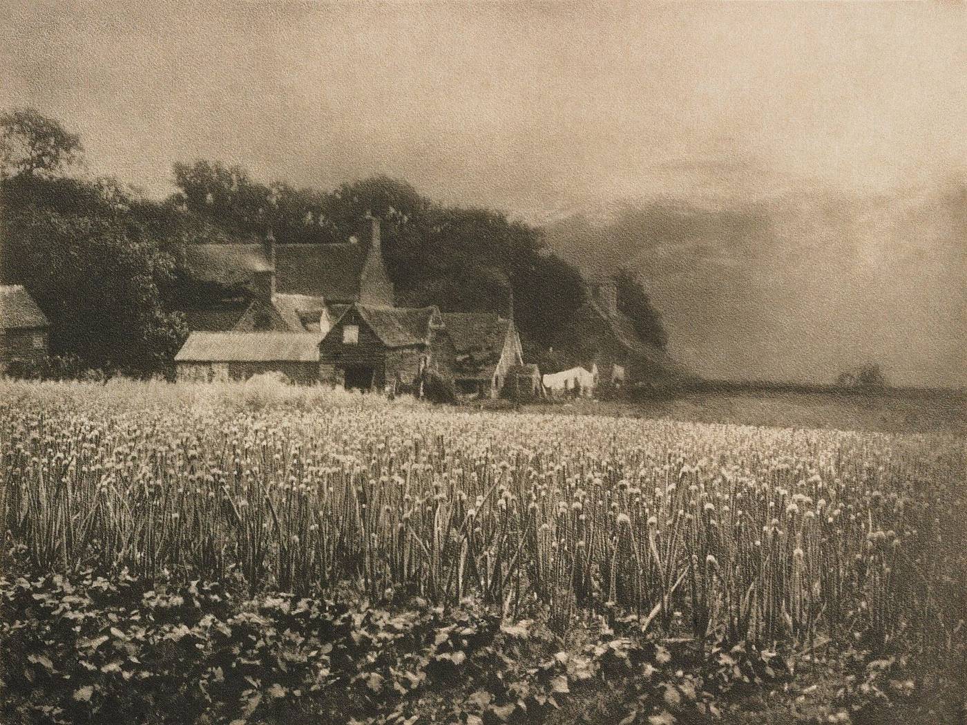 George Davison, The Onion Field, 1890